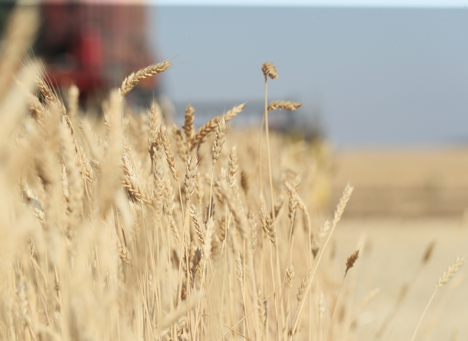 Более 2,233 млн тонн зерна отправлено из Волгоградской области